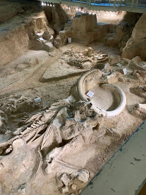 Waco Mammoth Dig Shelter - Image 1
