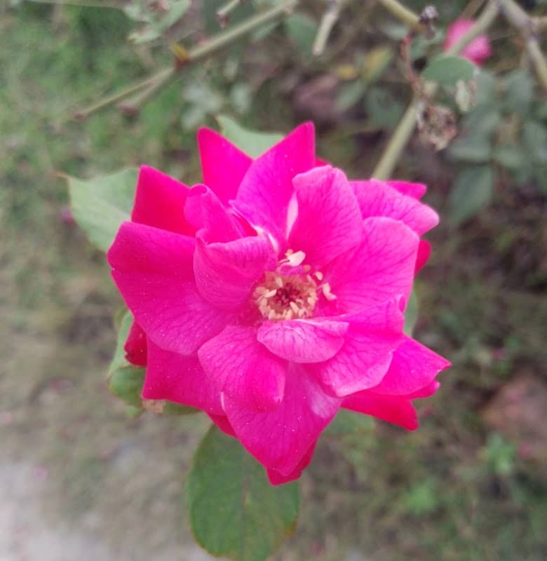 Garden - Image 1