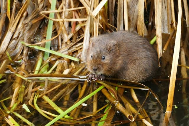 Erewash Nature Reserve - Image 1