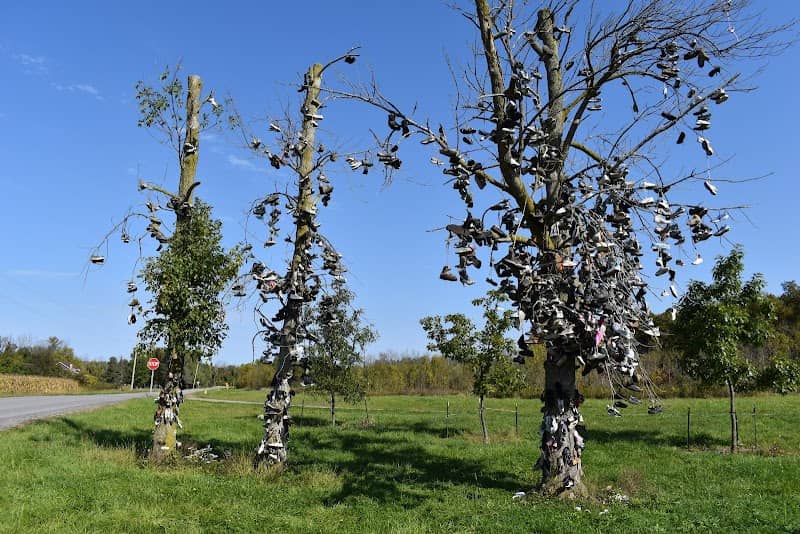 Lyndonville Shoe Trees - Image 2