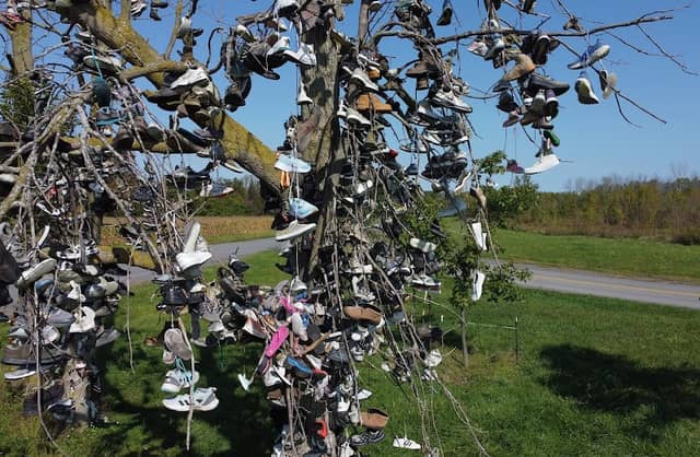 Lyndonville Shoe Trees - Image 3