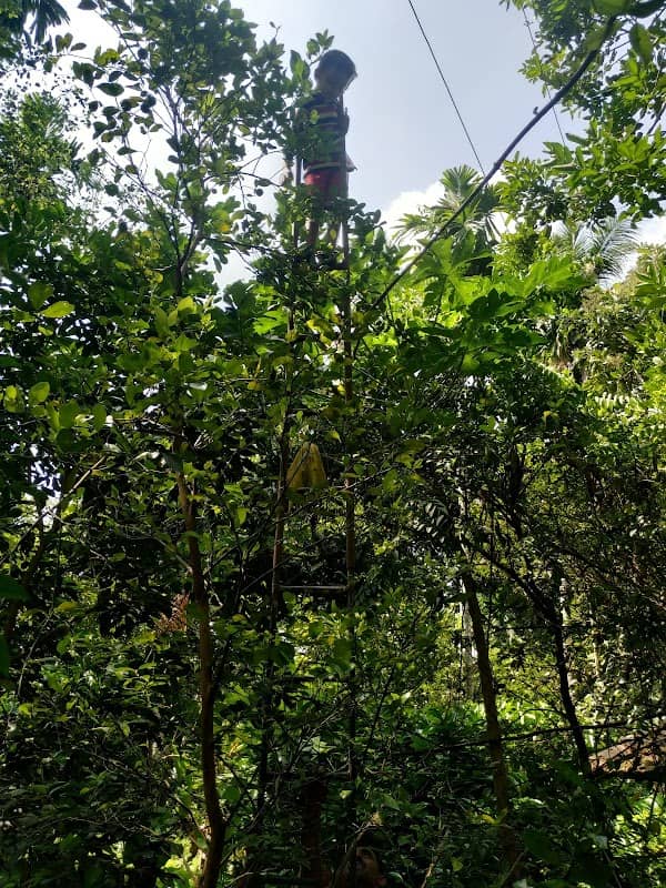 Kadavil Green Garden - Image 1