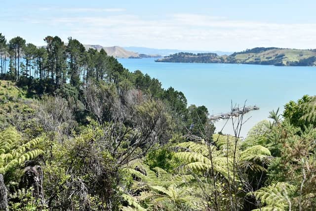 Kauri Block Walk - Image 3
