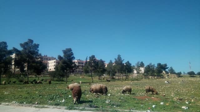 حديقه - Image 1