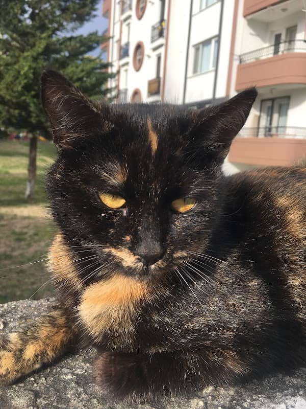 Cahit Sıtkı Tarancı Parkı - Image 1