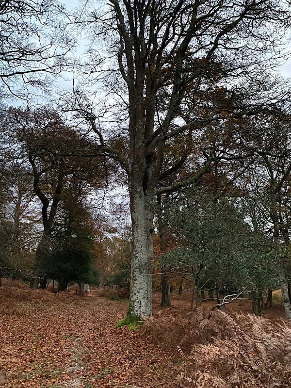 Stag Park - Image 1