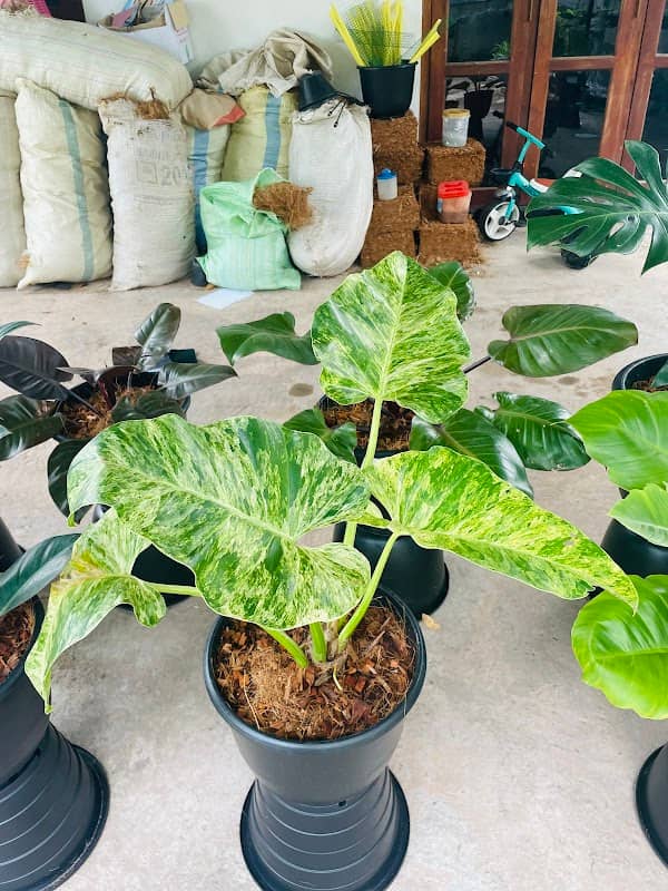 මන්දෝදරී plant house - Image 2