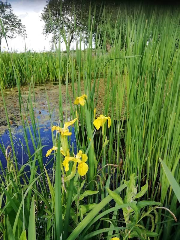 Crowland Wildlife Pond - Image 1