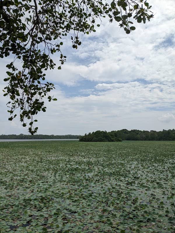 Mawella lagoon island - Image 1