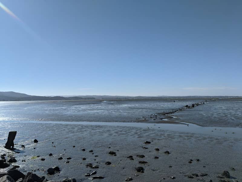 Arcata Bird Sanctuary - Image 2