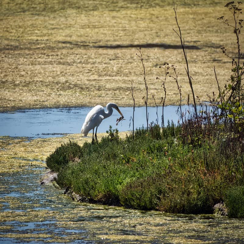 Arcata Bird Sanctuary - Image 3