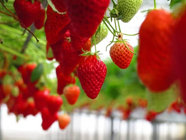 Kakimi Strawberry Orchards - Image 1