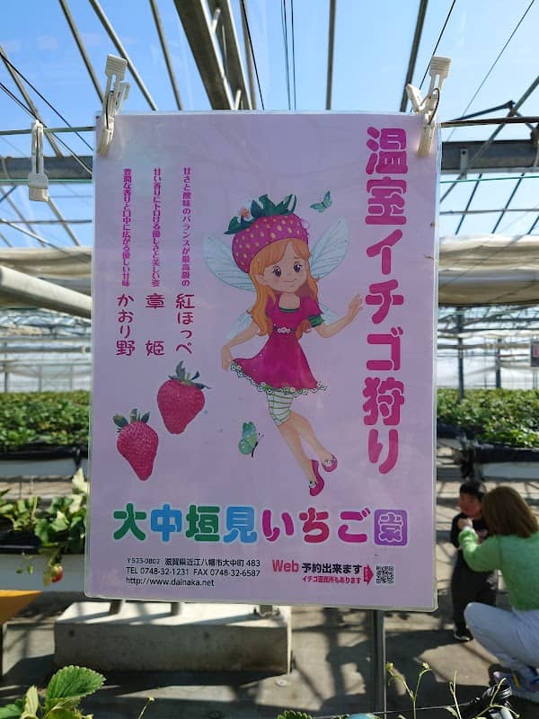 Kakimi Strawberry Orchards - Image 2