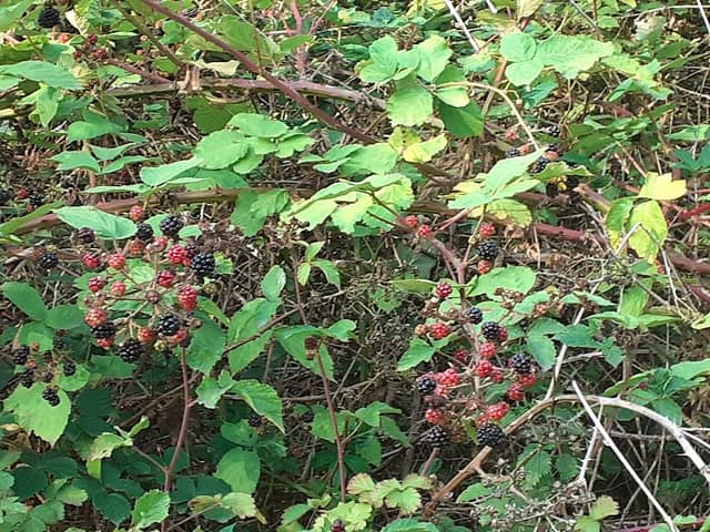 Wash Lane Nature Reserve - Image 2
