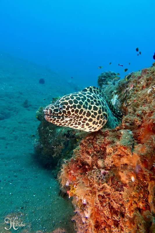 Seraya Diving Spot - Image 1