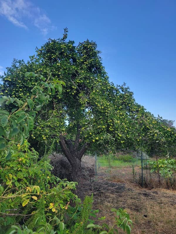 Crow Canyon Gardens - Image 3