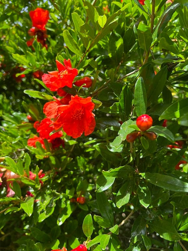 Crow Canyon Gardens - Image 2
