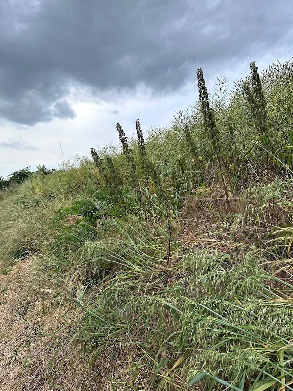 Hoaden Nature Line - Image 2