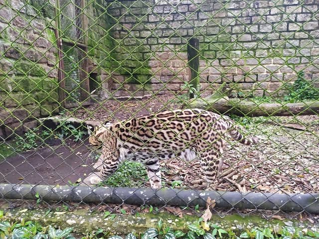 Zoológico Municipal de São Bernardo do Campo - Image 1