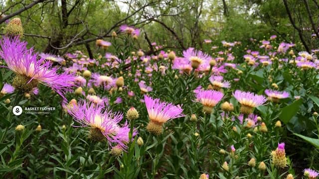 Watersong Wild Space - Image 1