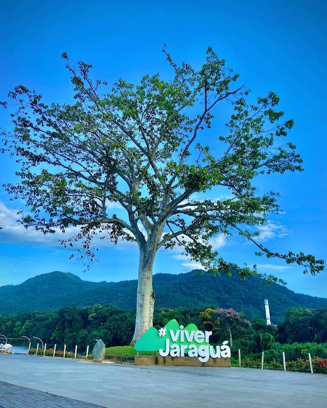 Árvore Figueira - Image 1