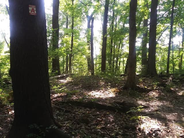 Boone County Cliffs State Nature Preserve - Image 3