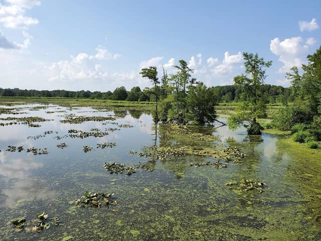 Reelfoot National Wildlife Refuge - Image 2