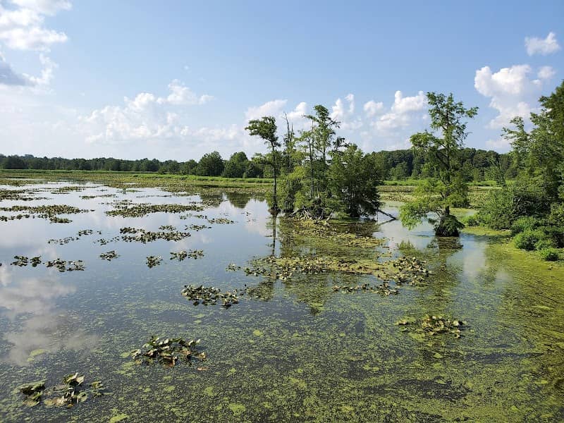 Reelfoot National Wildlife Refuge - Image 1