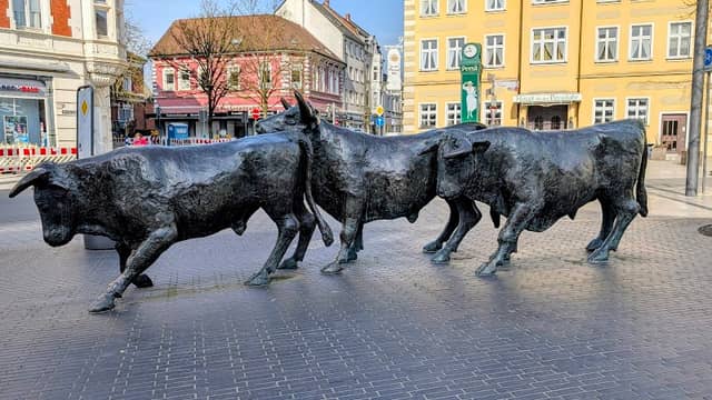 Ungezügelte Bronzeochsen - Image 1