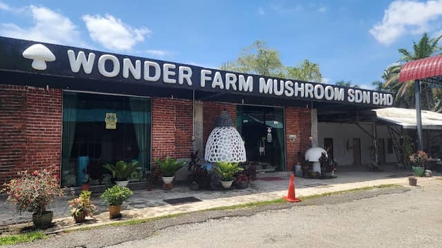 Wonder Farm Mushroom - Image 2