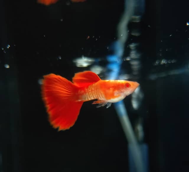MacLaren'z Guppy - Image 1