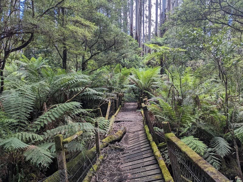 Dandenong Ranges National Park - Image 1