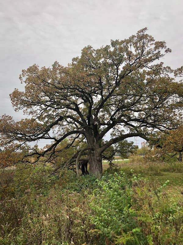 Wolf Oak Woods - Image 1