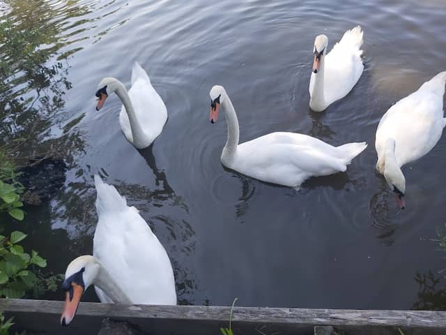 Earlswood lakes - Image 1