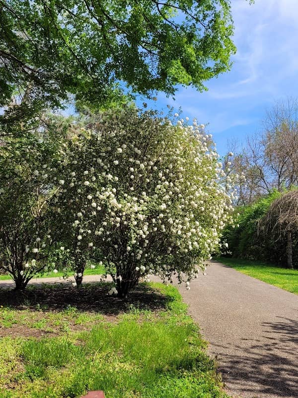 Pine Street Park - Image 2