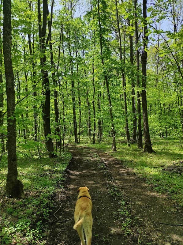 Căscioreanca Forest - Image 1