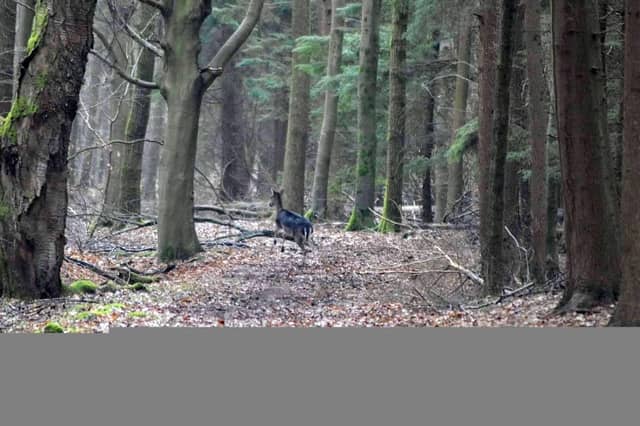 Valentine Wood - Image 2