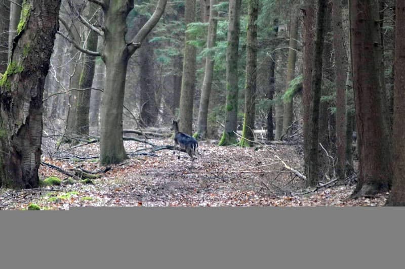 Valentine Wood - Image 2