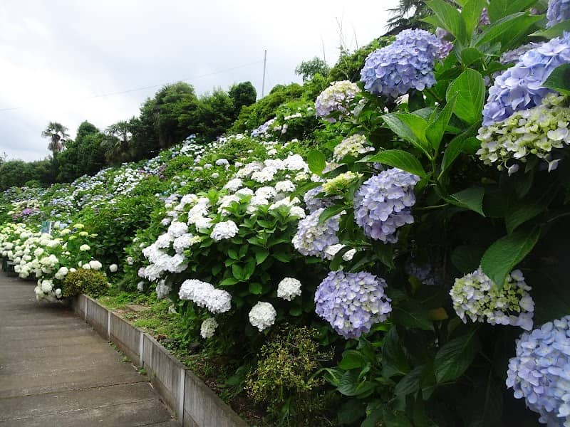 Ajisai Dori (Hydrangea street) - Image 1