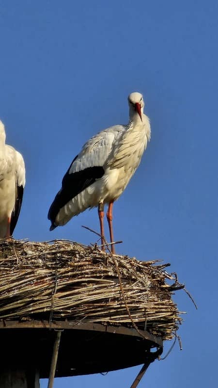 Ooievaarsnest Houten - Image 2