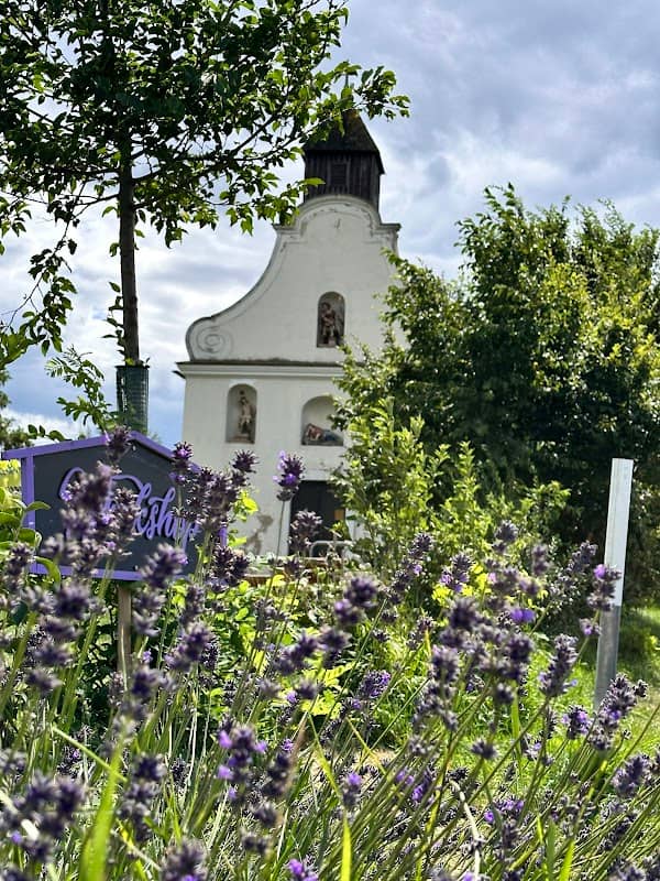Parndorfer Provence - Lavendelfeld - Image 3