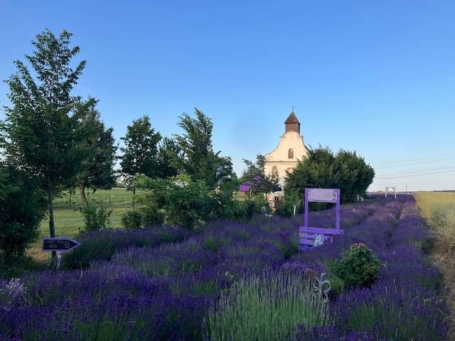 Parndorfer Provence - Lavendelfeld - Image 1