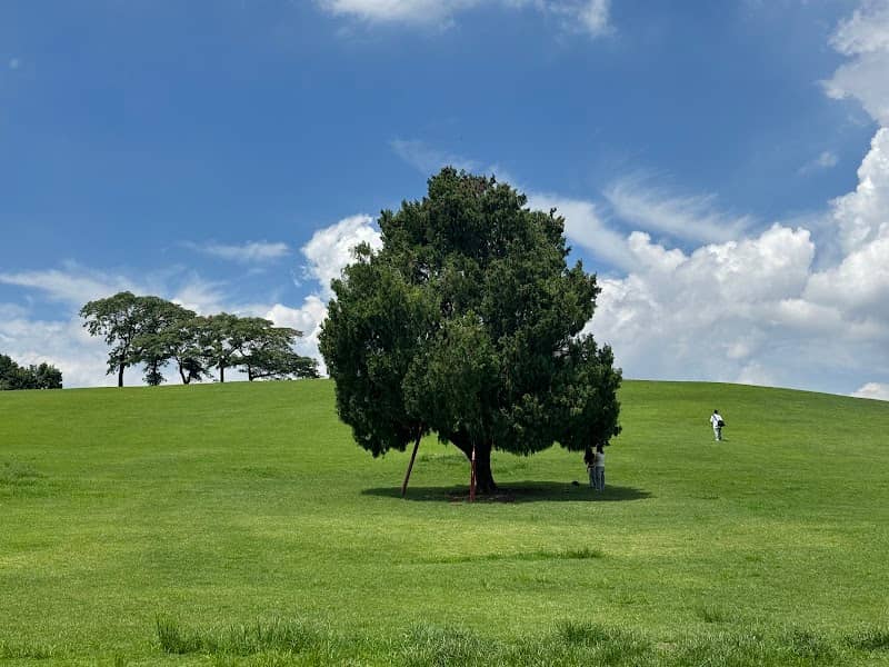 Lone Tree (Nahollo Namu) Hill - Image 2