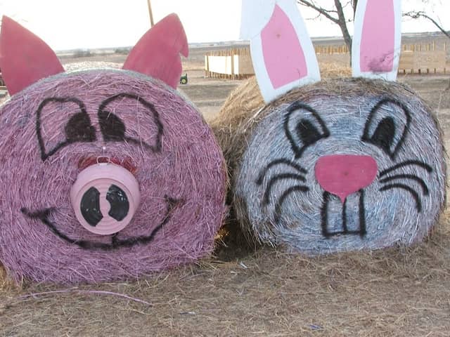 Country Critters Farm, LLC - Image 2