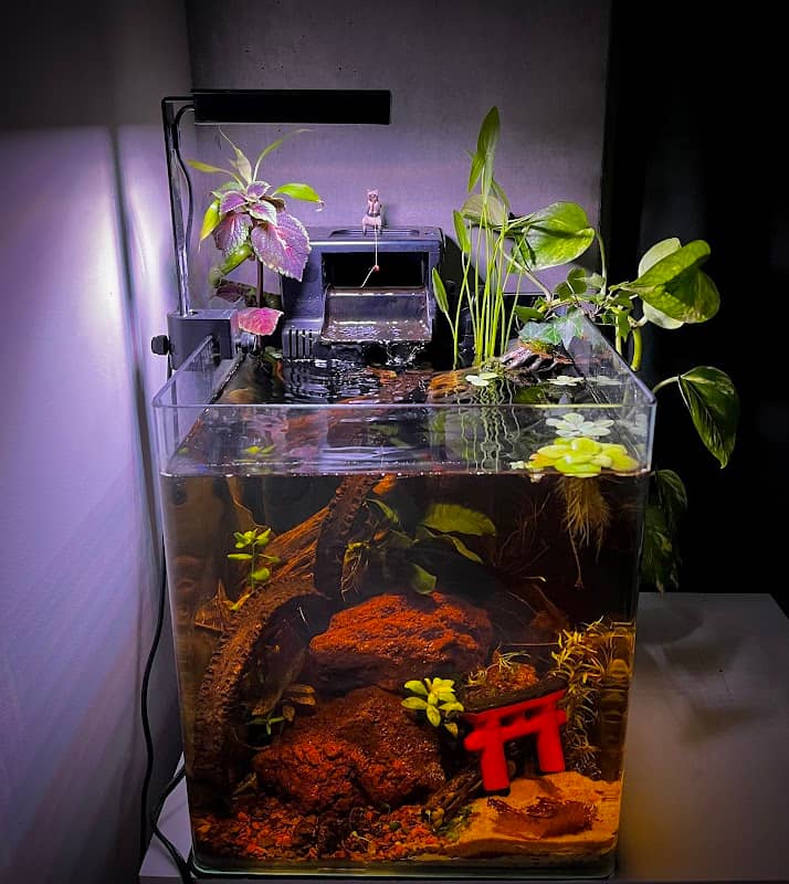 Nature Scape Art: Entretien et création d’aquariums - Image 2