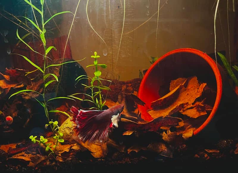 Nature Scape Art: Entretien et création d’aquariums - Image 1