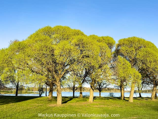 Hämeensaarenpuisto - Image 1