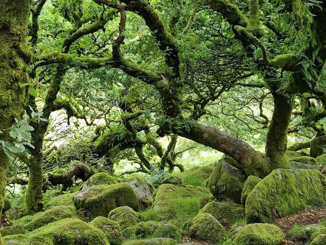 Wistman's Wood - Image 1