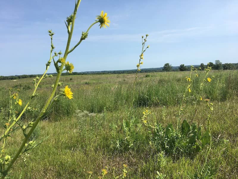 Byron Forest Preserve District - Image 1