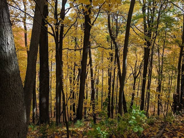 Clappison Woods - Image 2